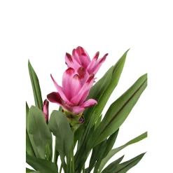 Curcuma 'Siam Splash' H50cm, pot D13cm