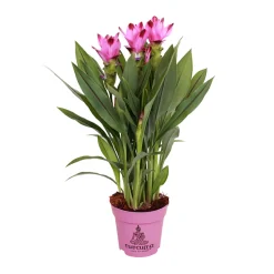 Curcuma 'Siam Splash' H50cm, pot D13cm