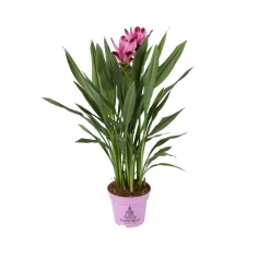 Curcuma 'Siam Splash' H50cm, pot D13cm