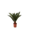 Cycas revoluta : d.19xh.57cm