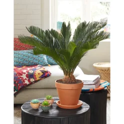 Cycas revoluta : d.19xh.57cm