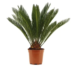 Cycas revoluta : pot D.17cm