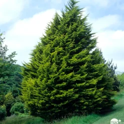 Cyprès de Monterey (Cupressus macrocarpa) 'Wilma' 40/50 : pot 3L