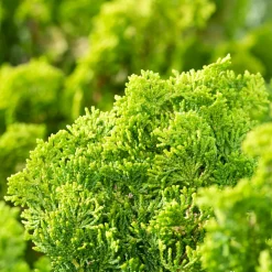 Cyprès du Japon - Chamaecyparis obtusa- 25/30 : pot 3L