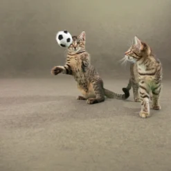 DÉCOWEB - Moquette d'extérieur sur plots - terrasse et balcon - beige sable - rouleau de 1.33m x 17m