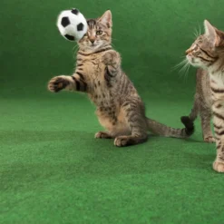 DÉCOWEB - Moquette d'extérieur verte sur plots - imitation gazon synthétique - rouleau de 4m x 45m