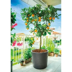 DEROMA - Pot Vaso Millennium, à réserve d'eau, coloris anthracite - D.59cm