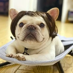 DOWNYPAWS - 1 perruque amusante pour fête des chiens et chats