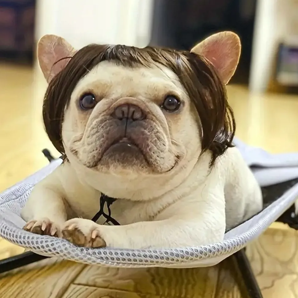 DOWNYPAWS - 1 perruque amusante pour fête des chiens et chats