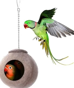 DOWNYPAWS - Boîte d'oiseau en coque de noix de coco pour la reproduction et la décoration clauses en chaîne