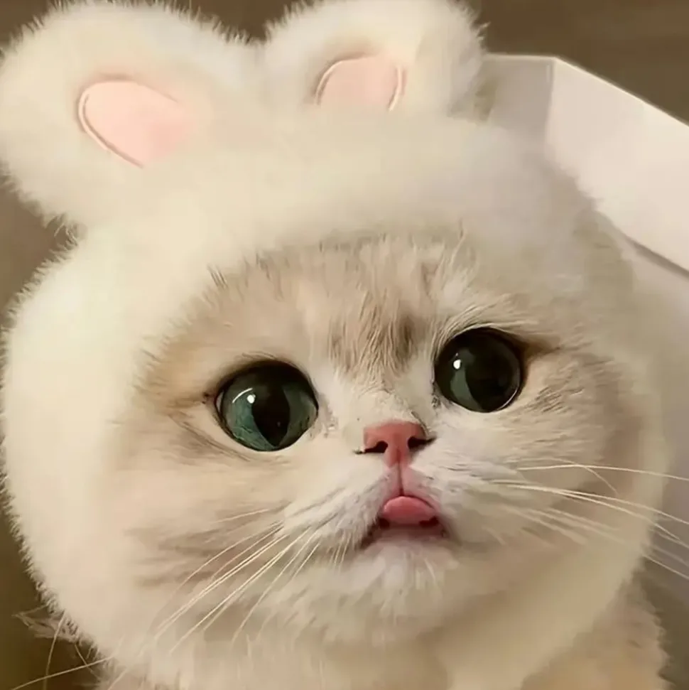 DOWNYPAWS - Chapeau de chat avec oreilles de lapin de pâques