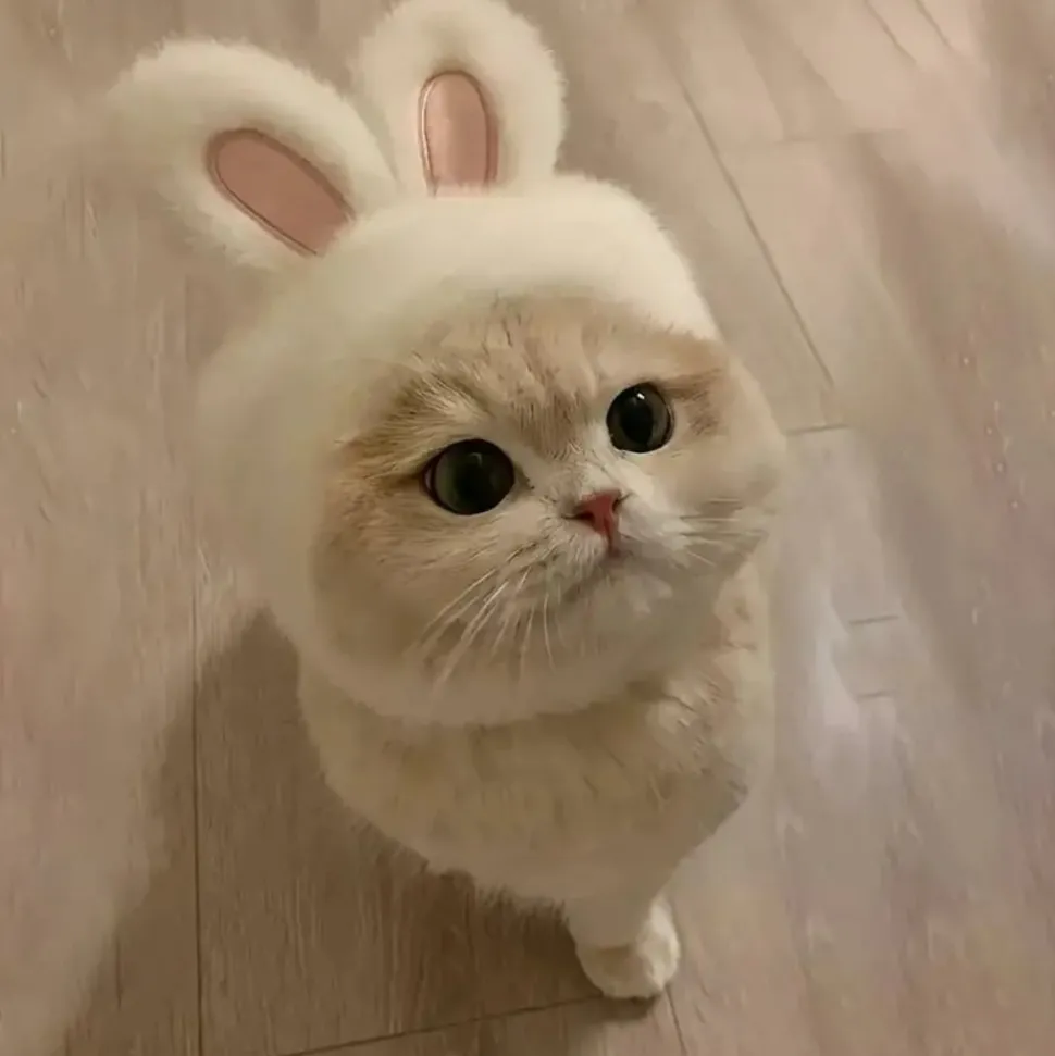 DOWNYPAWS - Chapeau de chat avec oreilles de lapin de pâques