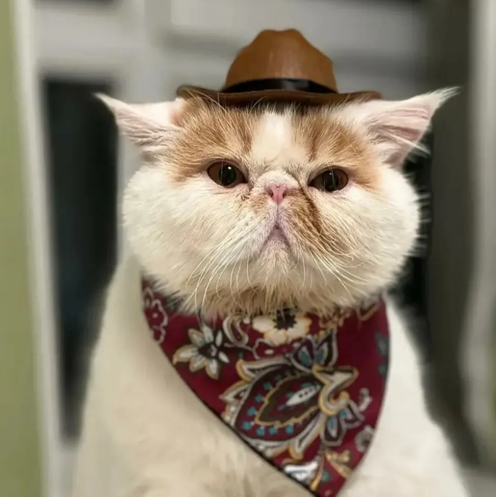 DOWNYPAWS - Chapeau de cowboy pour chat, idéal pour photos