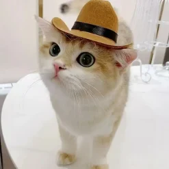 DOWNYPAWS - Chapeau de cowboy pour chat, idéal pour photos