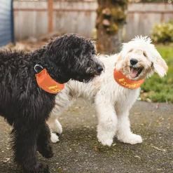 DOWNYPAWS - Collier et laisse intégrés - longueur de corde 100 cm - convient aux chiens de taille moyenne et grande