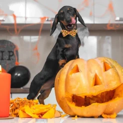 DOWNYPAWS - Collier pour chien d'halloween avec motifs de citrouille, fantôme et chauve - souris taille m : 2,0*50cm jaune