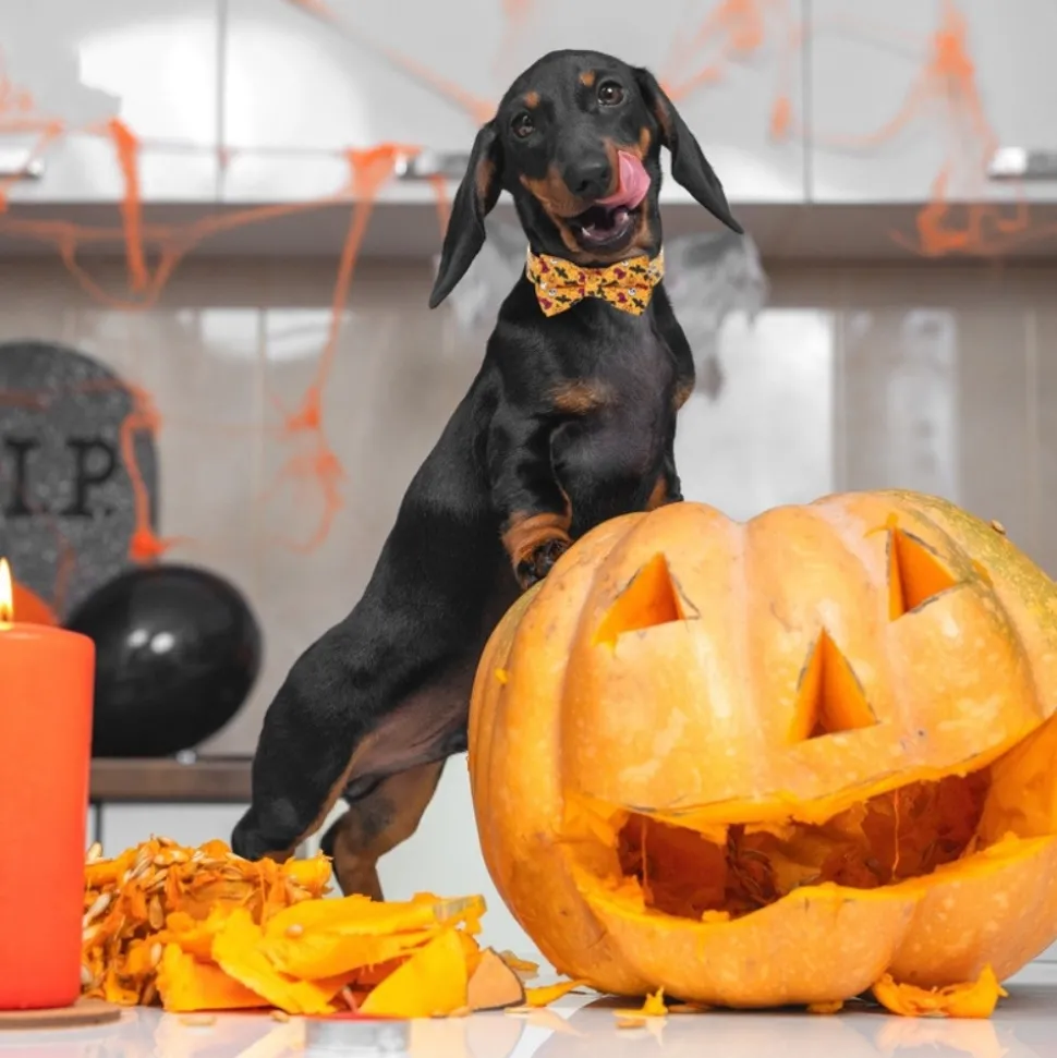 DOWNYPAWS - Collier pour chien d'halloween avec motifs de citrouille, fantôme et chauve - souris taille m : 2,0*50cm jaune