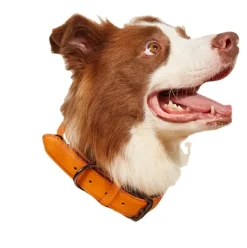 DOWNYPAWS - Collier réglable en cuir marron imperméable pour chiens de petite et moyenne taille