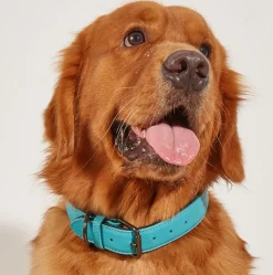 DOWNYPAWS - Collier réglable en cuir marron imperméable pour chiens de petite et moyenne taille