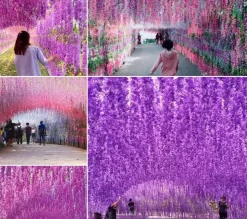 DOWNYPAWS - Fleurs de glycine artificielles, 12 tiges blanches