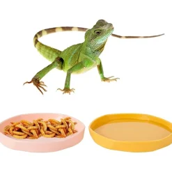 DOWNYPAWS - Gamelles à eau - lot de 4, motif dragon barbu, peu profond et plat, plastique