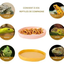 DOWNYPAWS - Gamelles à eau - lot de 4, motif dragon barbu, peu profond et plat, plastique