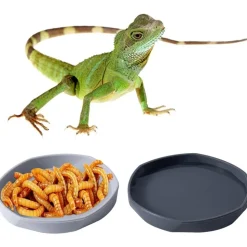 DOWNYPAWS - Gamelles à eau - lot de 4, motif dragon barbu, peu profond et plat, plastique