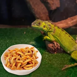 DOWNYPAWS - Gamelles à eau - lot de 4, motif dragon barbu, peu profond et plat, plastique