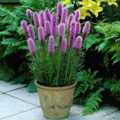 DOWNYPAWS - Graines de fleurs liatris spicata rose environ 257 grains * 5 sachets