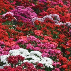 DOWNYPAWS - Graines de fleurs, graines de dianthus hybrides américains, environ 1000 graines par paquet, 5 paquets