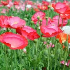 DOWNYPAWS - Graines de fleurs papaver rhoeas couleurs mélangées environ 5000 grains * 5 sachets