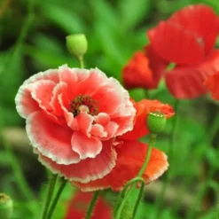 DOWNYPAWS - Graines de fleurs papaver rhoeas couleurs mélangées environ 5000 grains * 5 sachets