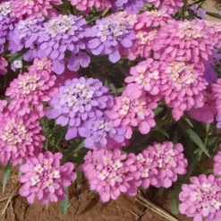 DOWNYPAWS - Graines de fleurs iberis umbellata couleurs mélangées environ 330 grains * 5 sachets