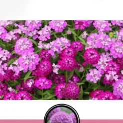 DOWNYPAWS - Graines de fleurs iberis umbellata couleurs mélangées environ 330 grains * 5 sachets