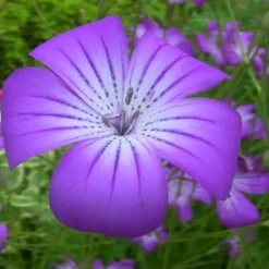 DOWNYPAWS - Graines de fleurs agrostemma githago rose-violet environ 100 grains * 5 sachets