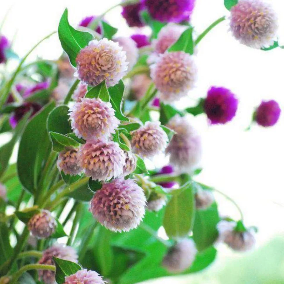 DOWNYPAWS - Graines de fleurs gomphrena globosa couleurs mélangées environ 200 grains * 5 sachets