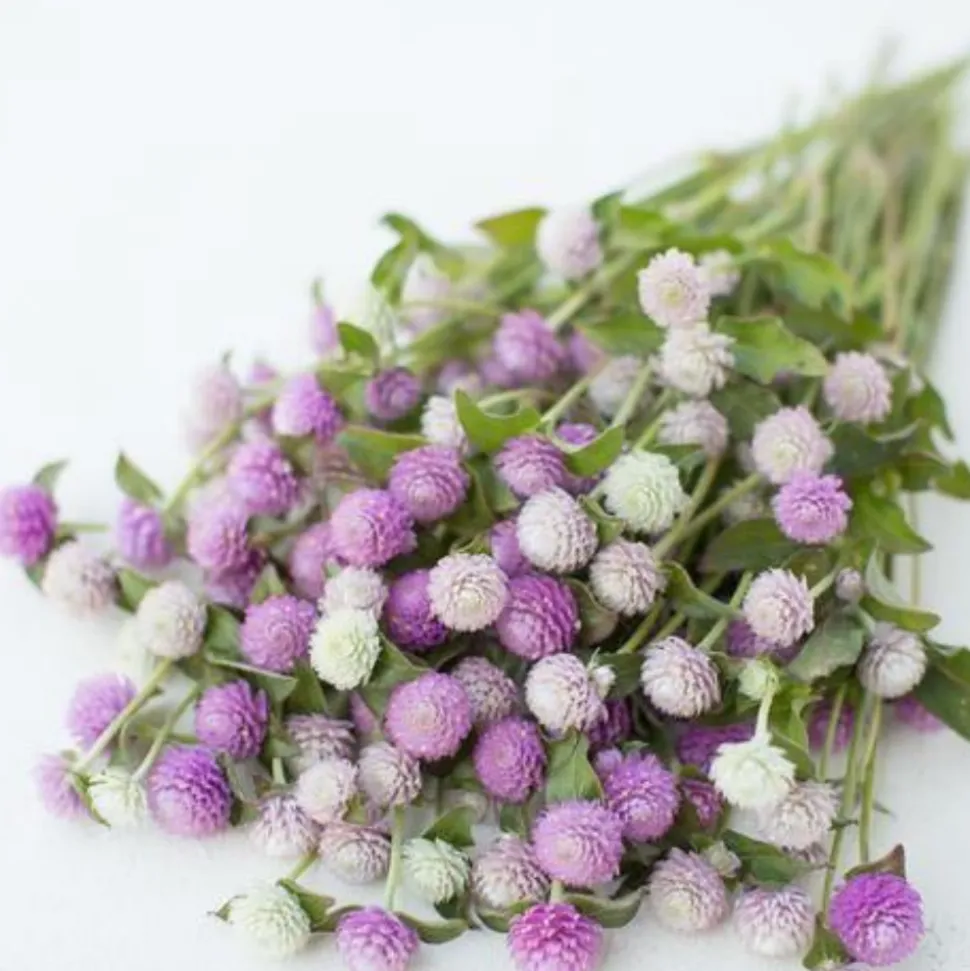 DOWNYPAWS - Graines de fleurs gomphrena globosa couleurs mélangées environ 200 grains * 5 sachets