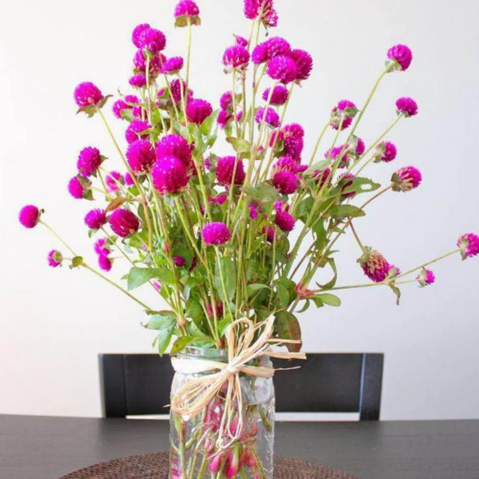 DOWNYPAWS - Graines de fleurs gomphrena globosa couleurs mélangées environ 200 grains * 5 sachets