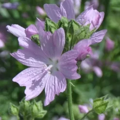 DOWNYPAWS - Graines de fleurs malope trifida rose environ 250 grains * 5 sachets