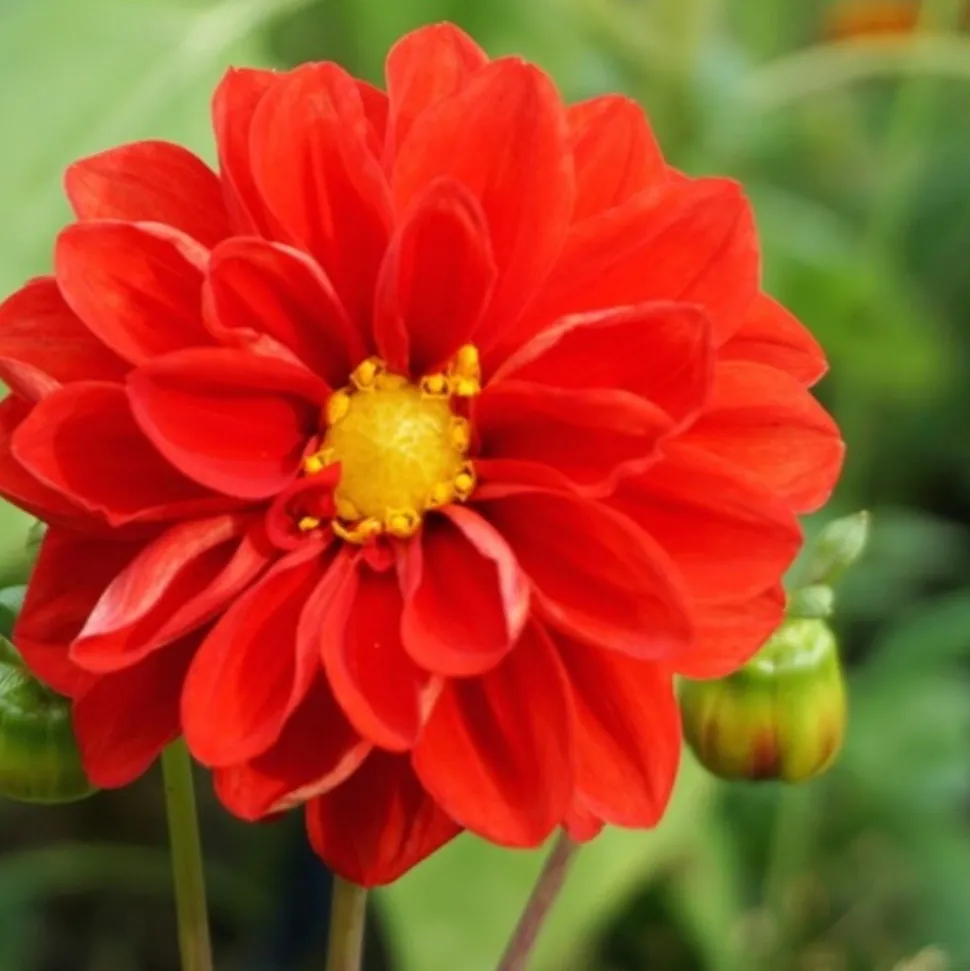 DOWNYPAWS - Graines de fleurs dahlia pinnata couleurs mélangées environ 150 grains * 5 sachets