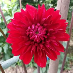 DOWNYPAWS - Graines de fleurs dahlia pinnata couleurs mélangées environ 150 grains * 5 sachets