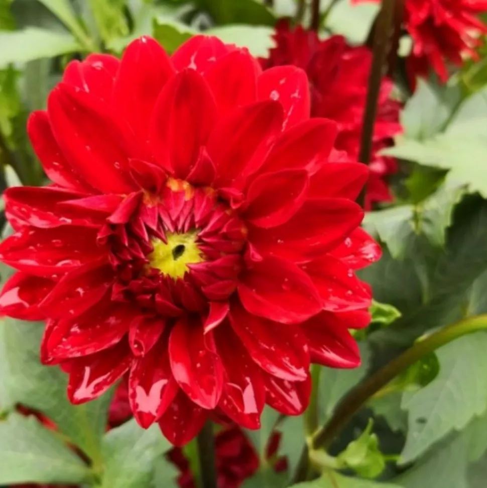 DOWNYPAWS - Graines de fleurs dahlia pinnata couleurs mélangées environ 150 grains * 5 sachets