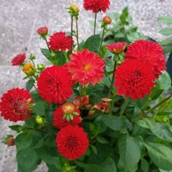 DOWNYPAWS - Graines de fleurs dahlia pinnata couleurs mélangées environ 150 grains * 5 sachets