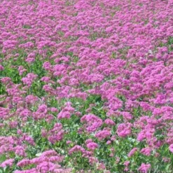 DOWNYPAWS - Graines de fleurs, graines de silène armeria violettes, environ 2000 graines par paquet, 5 paquets