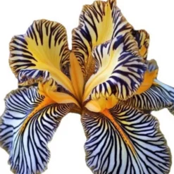 DOWNYPAWS - Graines de fleurs orchidée à rayures jaune 100 grains * 5 sachets