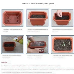 DOWNYPAWS - Graines de fleurs orchidée à rayures jaune 100 grains * 5 sachets