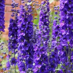 DOWNYPAWS - Graines de fleurs consolida ambigua couleurs mélangées environ 350 grains * 5 sachets