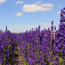 DOWNYPAWS - Graines de fleurs consolida ambigua couleurs mélangées environ 350 grains * 5 sachets