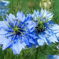 DOWNYPAWS - Graines de fleurs, graines de nigelle, environ 400 graines par paquet, 5 paquets