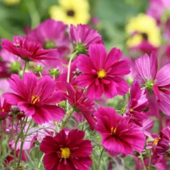 DOWNYPAWS - Graines de fleurs cosmos bipinnatus 100 grains * 5 sachets